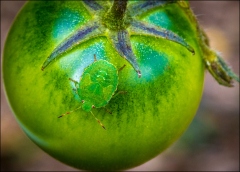 selection-Nature-©-Micamb-01