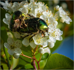 selection-Nature-©-Micamb-03