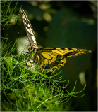 selection-Nature-©-Micamb-04