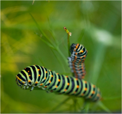 selection-Nature-©-Micamb-05