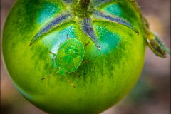 selection-Nature-©-Micamb-01