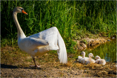 selection-Nature-©-Micamb-02