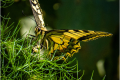 selection-Nature-©-Micamb-04