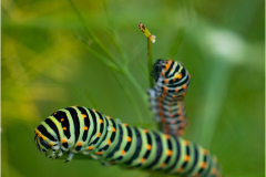 selection-Nature-©-Micamb-05