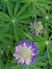 lupin