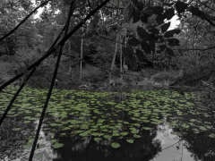nenuphare