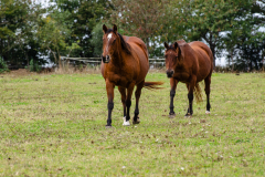 Le bonheur est dans le pré -JPStephant-septembre2024