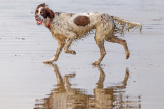 Pierre_nos-amis-les-betes-le-chien