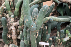 Gwen-Robin_Tropical-parc-cactus-particulier