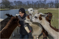 Paul-et-les-lamas