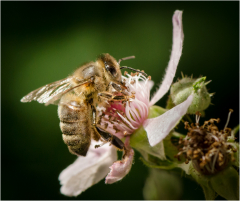 Butinage - Jean-Michel