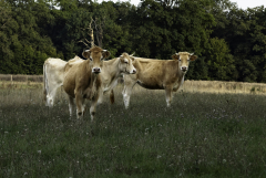 G-comme-genisses-©-Micambor