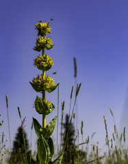 G-comme-gentiane-jaune-©-Micambor