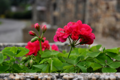 Geranium-Michel-CZ