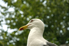 Mister-GoelanJPS_02V2