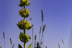 G-comme-gentiane-jaune-©-Micambor