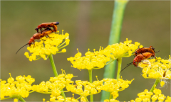 F-comme-fornication-Micamb