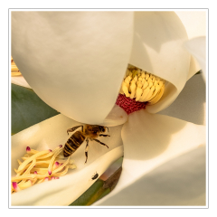 Fecondation-fleur-Erick