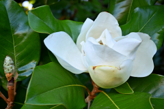 Magnolia-Michel-CZ