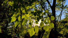 Murier-feuille-de-platane-micamb