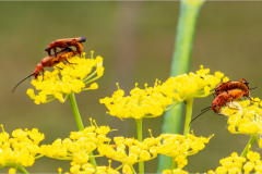 F-comme-fornication-Micamb