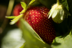 Fraises-christophe