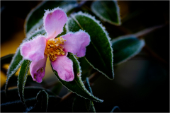 fleur-camelia
