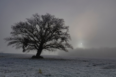ARbre-givre-MiCambor-01