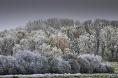 Foret-givree-Micamb
