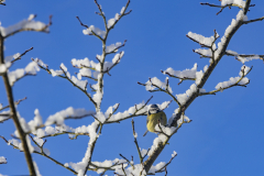 Sur-mon-arbre-perchee-Micamb
