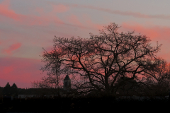 Arbre au couché - Erick