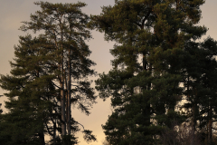 Celine-arbres