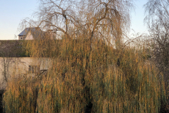 Jocelyne-Saule-pleureur-