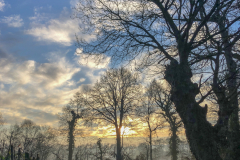 Les-arbres