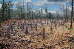 Plantation-darbres-12-2025-J