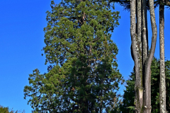 Sequoia_Michel-CZ