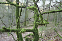 arbre1Anna