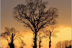arbre2Anna
