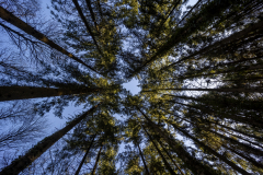 christophe_les-arbres