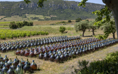 B-comme-bombonne-de-Banyuls-micamb