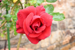 Rose-Rouge-Michel-CZ