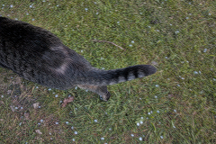 Suivez la queue du chat-Celine