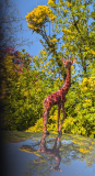 G-comme-Girafe-Micamb