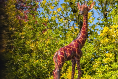 G-comme-Girafe-Micamb
