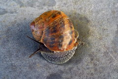 Gasteropode-sur-Gris-Michel-CZ