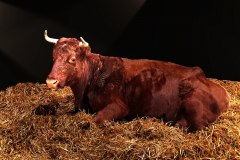 Gouenn-Arvorig - Erick