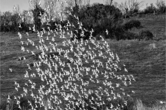 Mont-St-Michel-15-02-2025-Micamb-023
