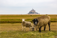 Mont-St-Michel-Micambor-010