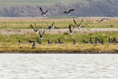 Mont-St-Michel-Micambor-019