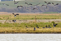 Mont-St-Michel-Micambor-020
